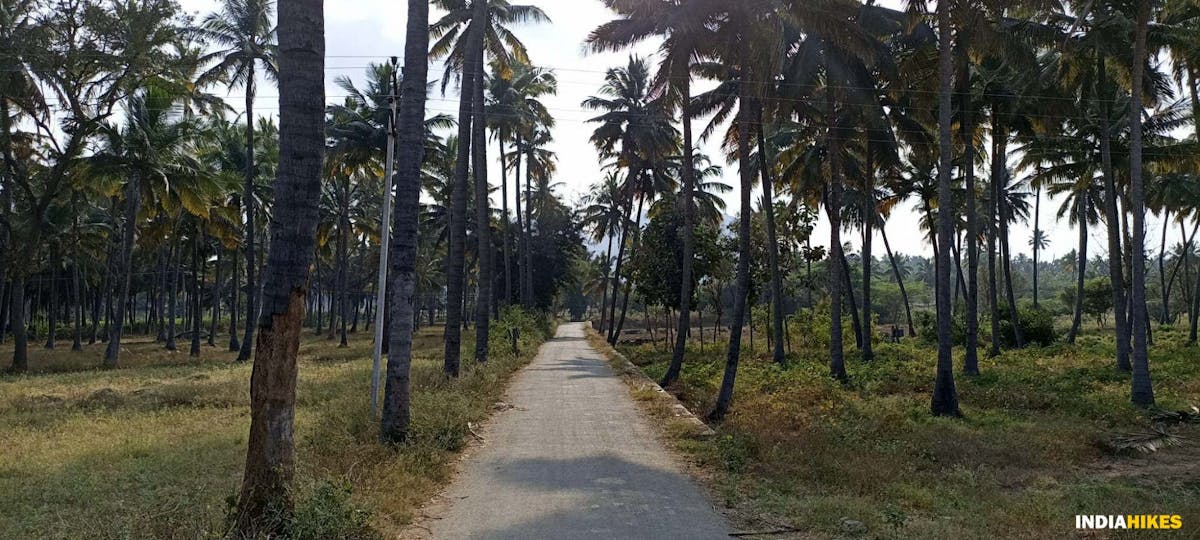 Coconut Farm - Musattu Hill - Indiahikes - Ajay Vignesh