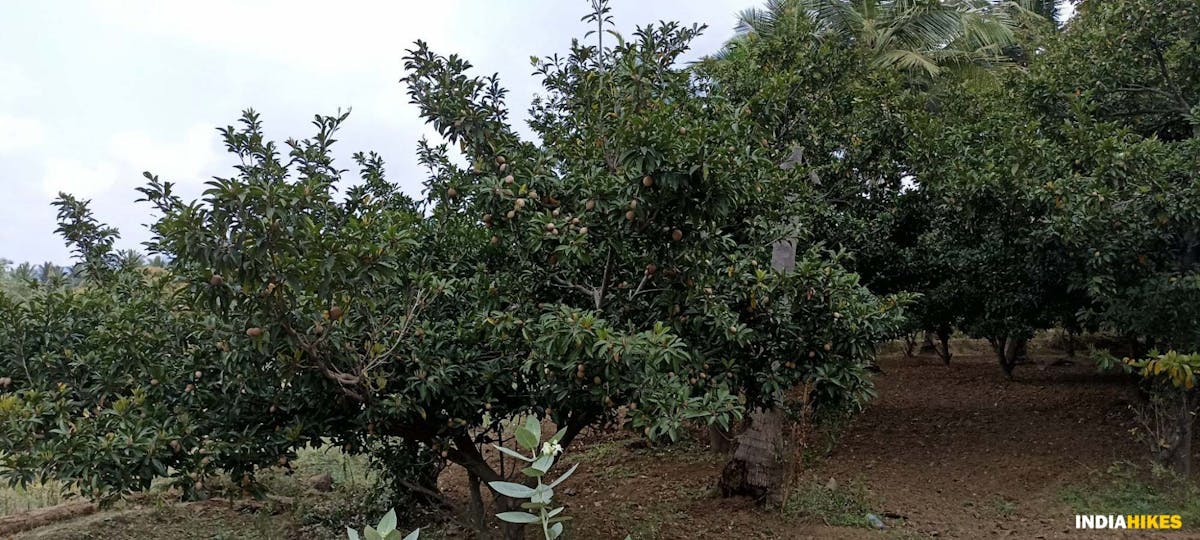 Farm- Musattu Hill - Indiahikes - Ajay Vignesh