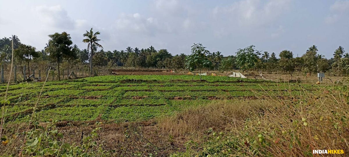 Farmlands - Musattu Hill - Indiahikes - Ajay Vignesh