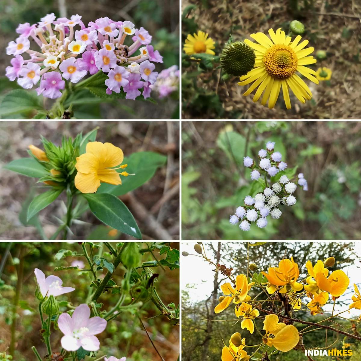 Flora - Musattu Hill - Indiahikes - Ajay Vignesh