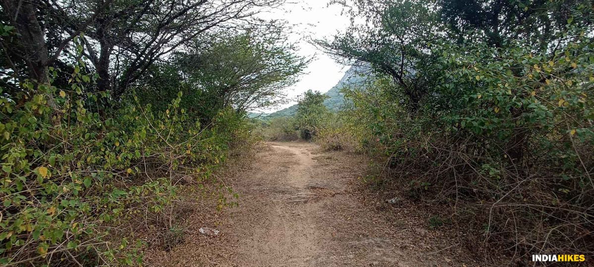 Forest Trail - Musattu Hill - Indiahikes - Ajay Vignesh