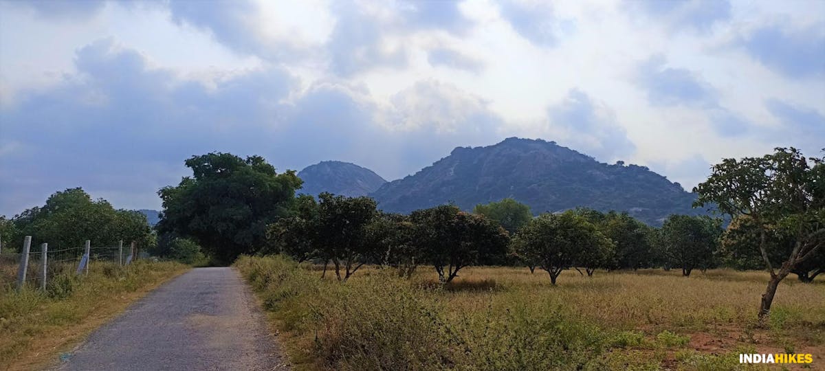 Mango Farms - Musattu Hill - Indiahikes - Ajay Vignesh