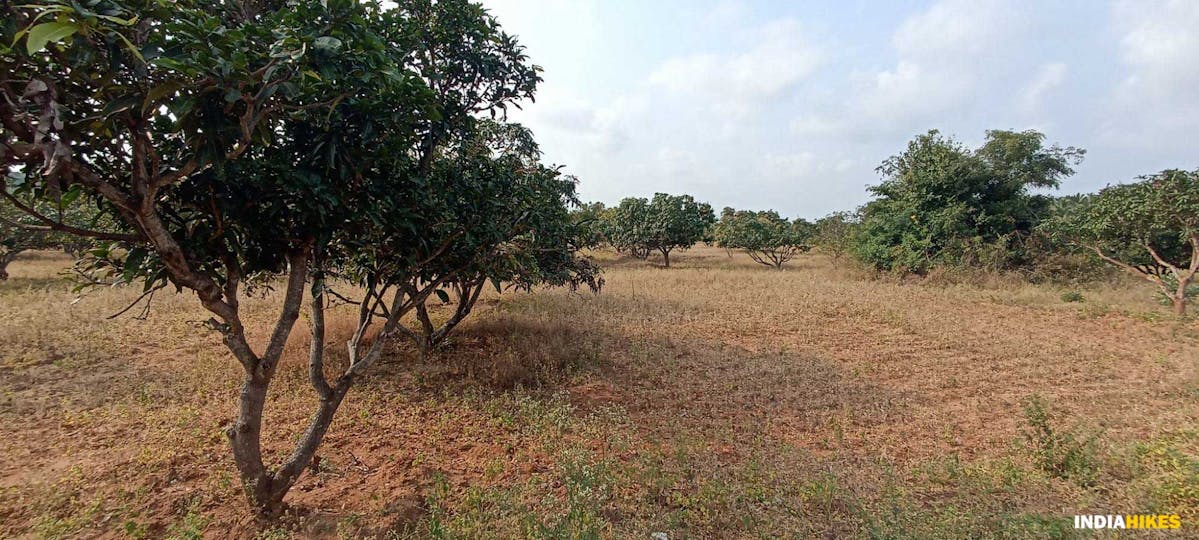 Mango Trees - Musattu Hill - Indiahikes - Ajay Vignesh