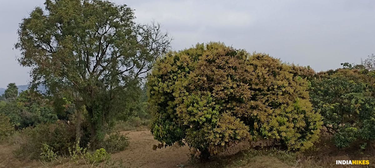 Mangoes - Musattu Hill - Indiahikes - Ajay Vignesh