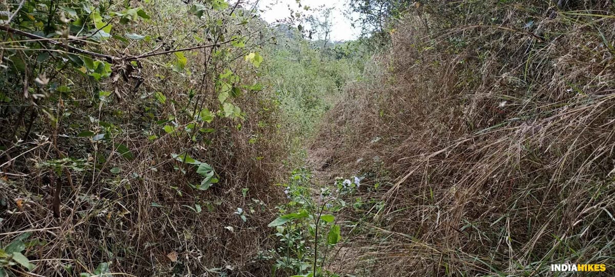 Overgrowth 2 - Musattu Hill - Indiahikes - Ajay Vignesh