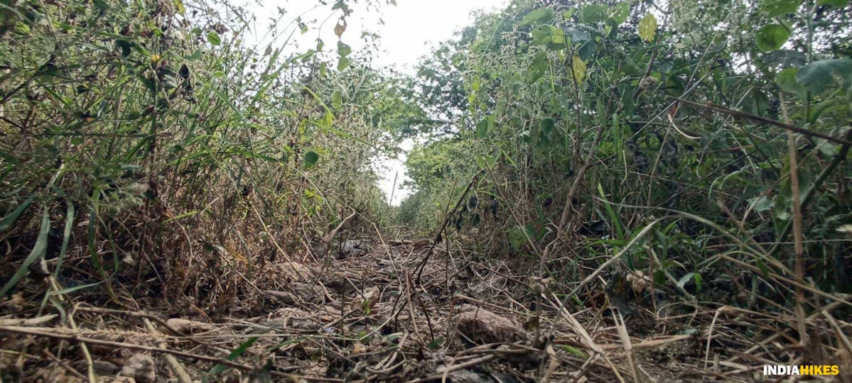 Overgrowth- Musattu Hill - Indiahikes - Ajay Vignesh