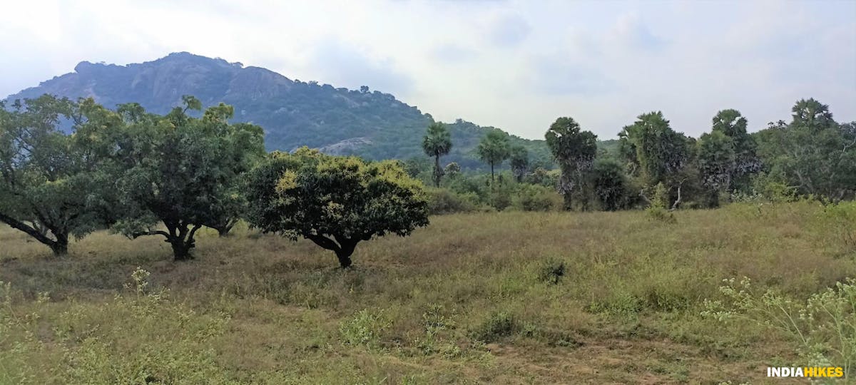 Palm Trees - Musattu Hill - Indiahikes - Ajay Vignesh