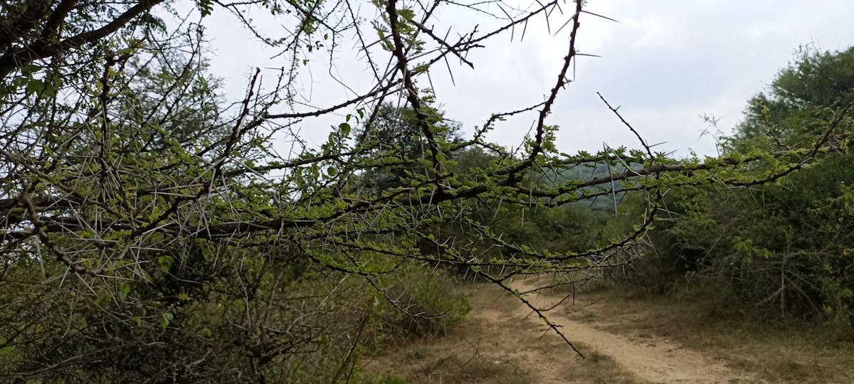 Thorns - Musattu Hill - Indiahikes - Ajay Vignesh