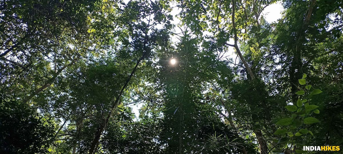 Dense forest section-Sathuragiri Hill Trek-Indiahikes-Ajay Vignesh