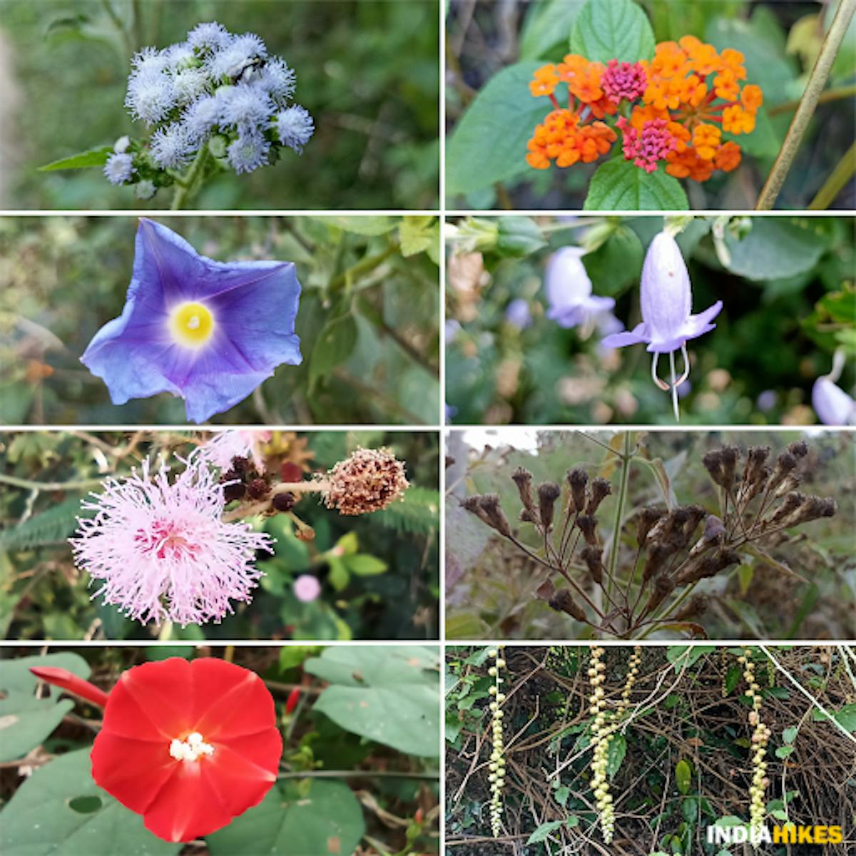 Flowers-Sathuragiri Hill Trek-Indiahikes-Flora-Treks in Tamilnadu 