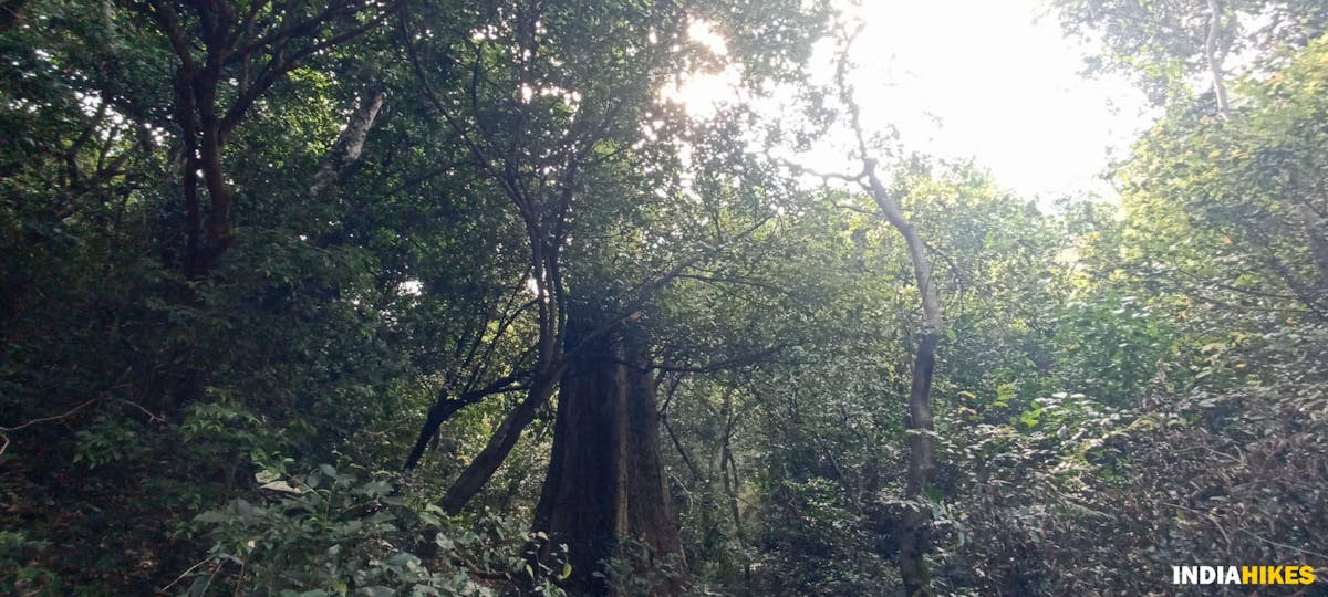 Old tree-Sathuragiri Hill Trek-Indiahikes-Ajay Vignesh