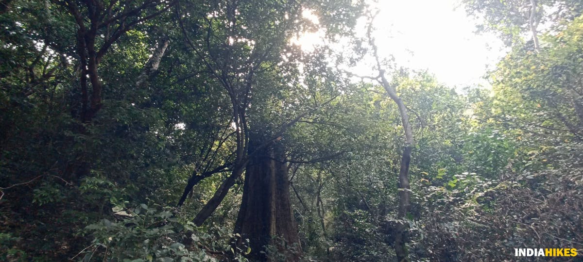 Old tree-Sathuragiri Hill Trek-Indiahikes-Treks in Tamilnadu