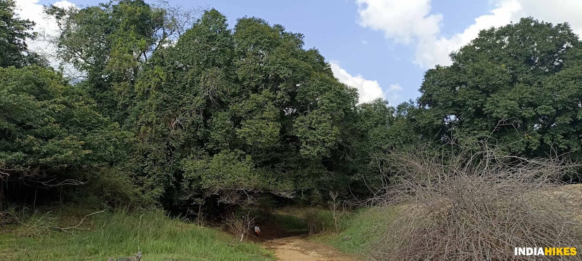 Big tree landmark - Athri Hill Trek - Indiahikes - Ajay Vignesh