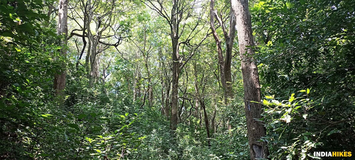 Dense jungle - Athri Hill Trek - Indiahikes - Ajay Vignesh