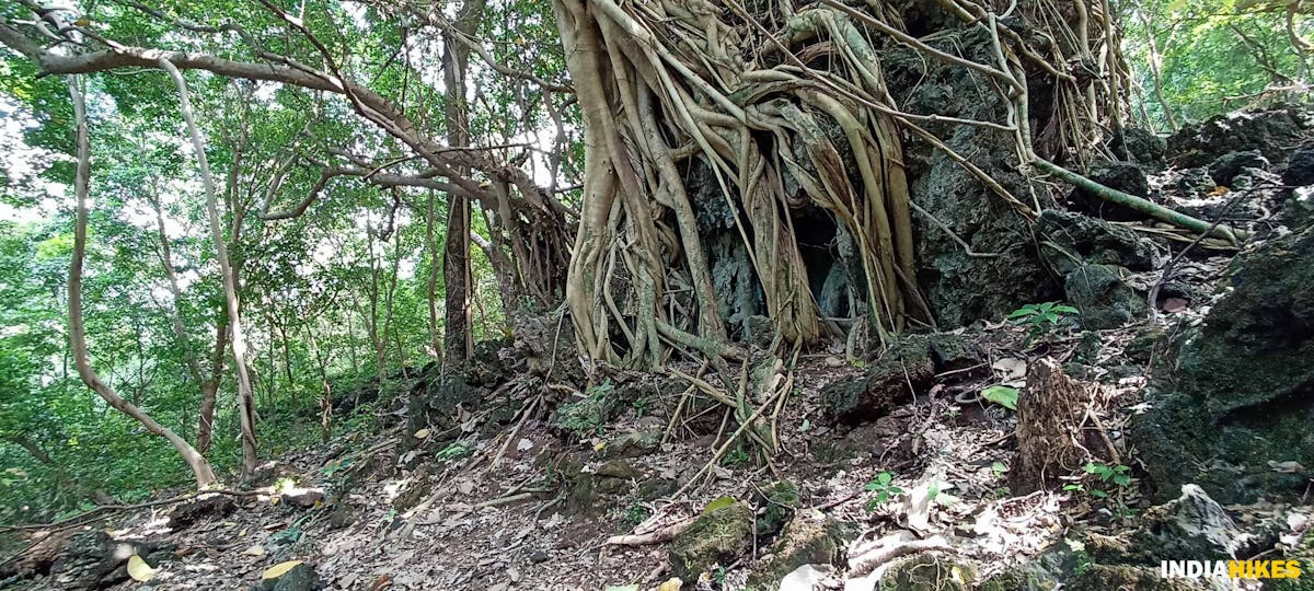 Roots covering cave - Athri Hill Trek - Indiahikes - Ajay Vignesh