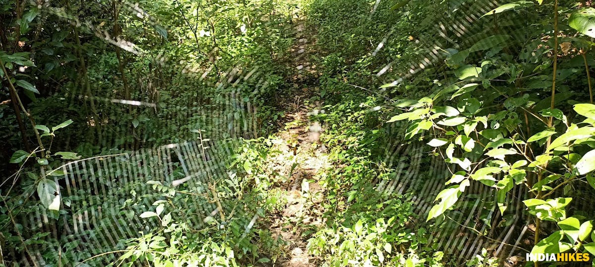 Spider web - Athri Hill Trek - Indiahikes - Ajay Vignesh