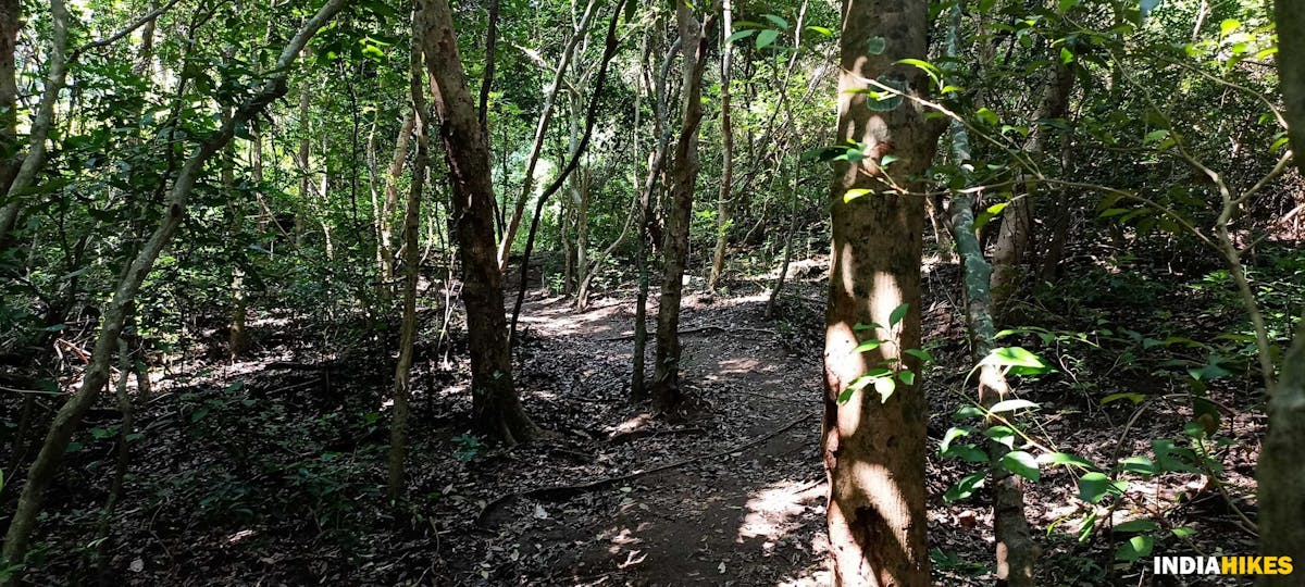 Tall trees - Athri Hill Trek - Indiahikes - Ajay Vignesh