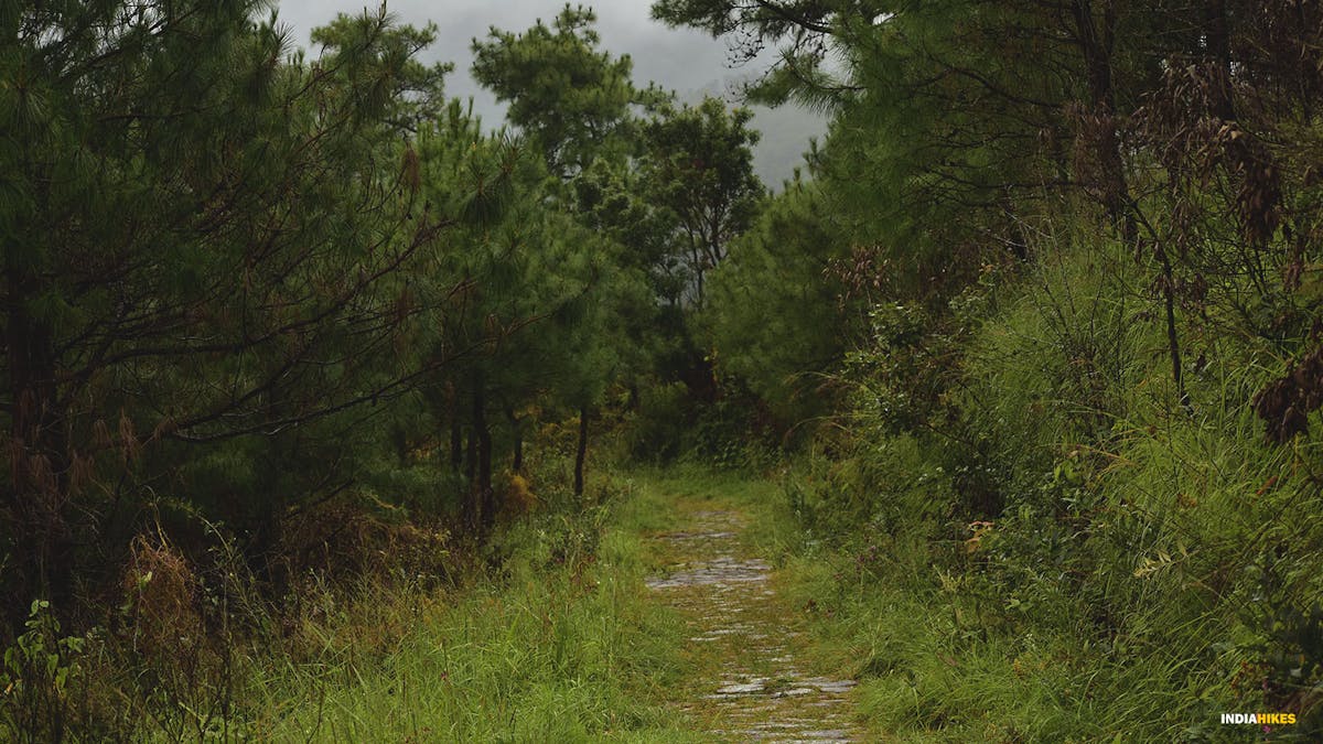 dense canopy, david scott trek, david scott trail, trekking in meghalaya, treks in meghalaya