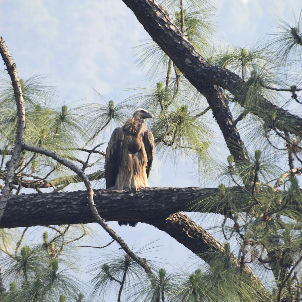 Himalayan Griffin Vulture_Hanol Trek_Indiahikes_Deepali Bansal
