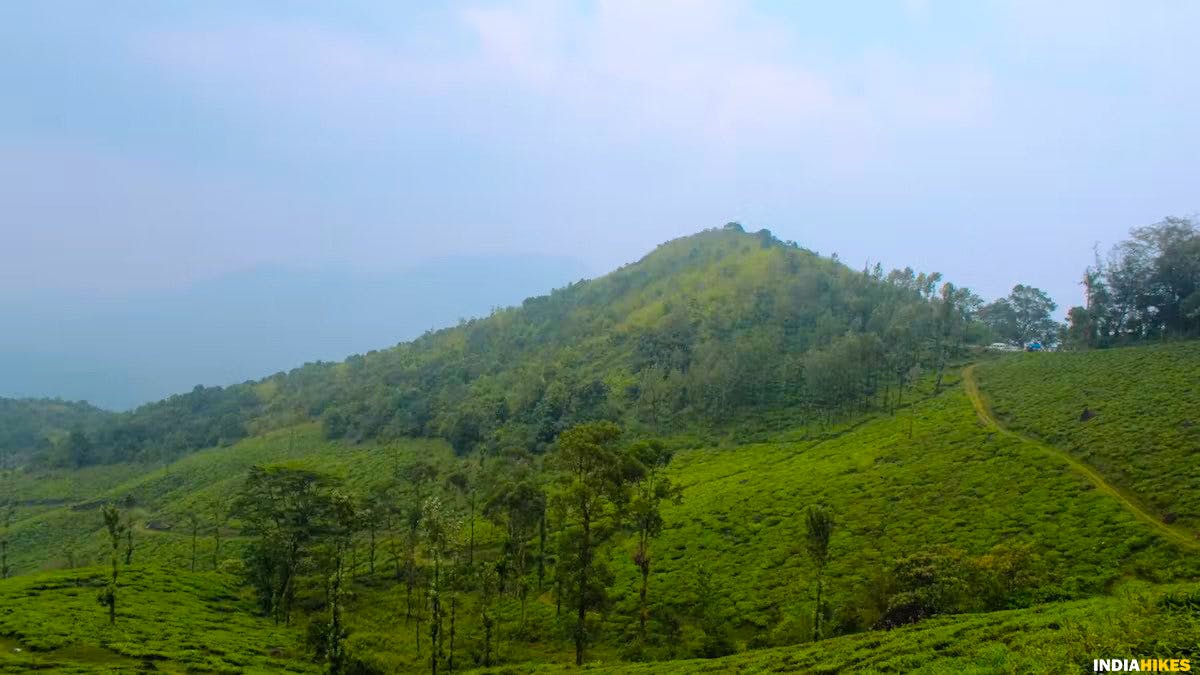 Tea plantations, Chembra lake, Chembra peak, chembra trek, heart-shaped lake, treks in Kerala, Indiahikes