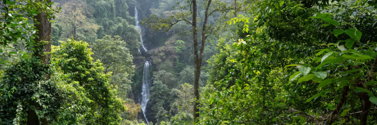 Goa Visual Discover the Forests of Goa Netravali: A Visual Photo Story in 15 Best ...