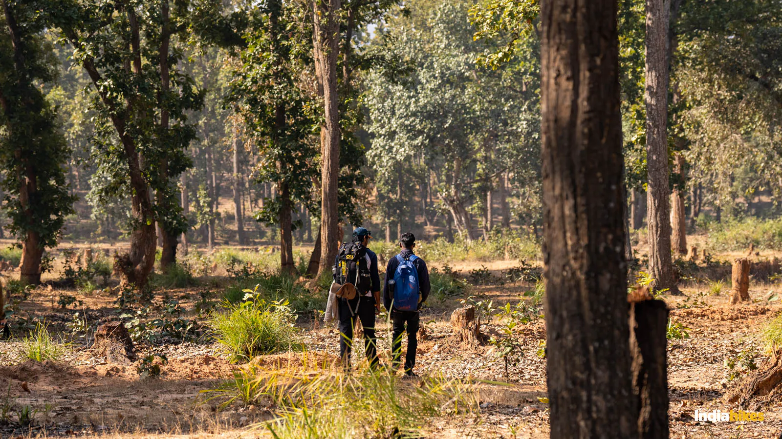 Chhattisgarh Jungle Trek #2