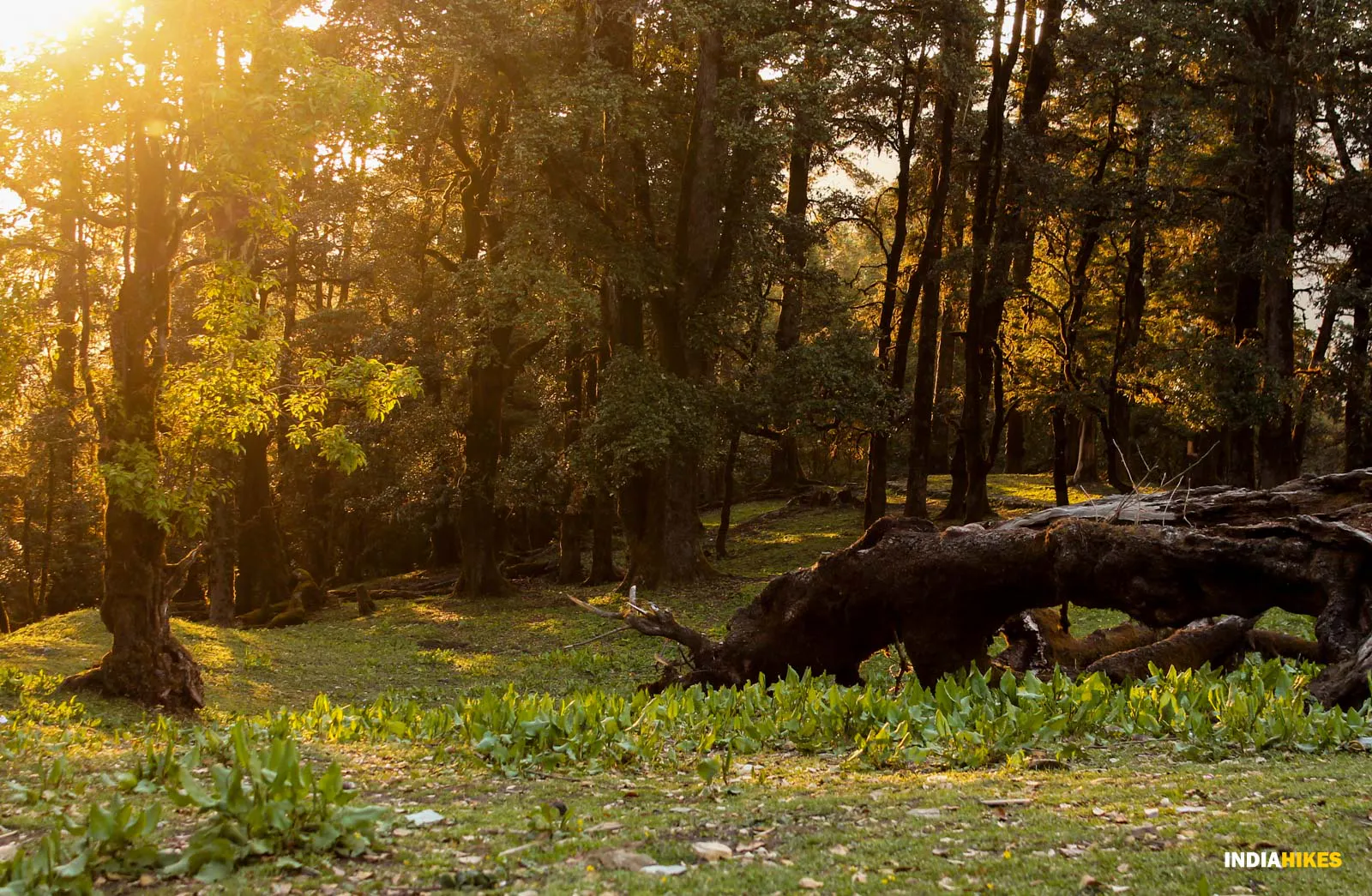 Ali Bedni Bugyal Trek #5