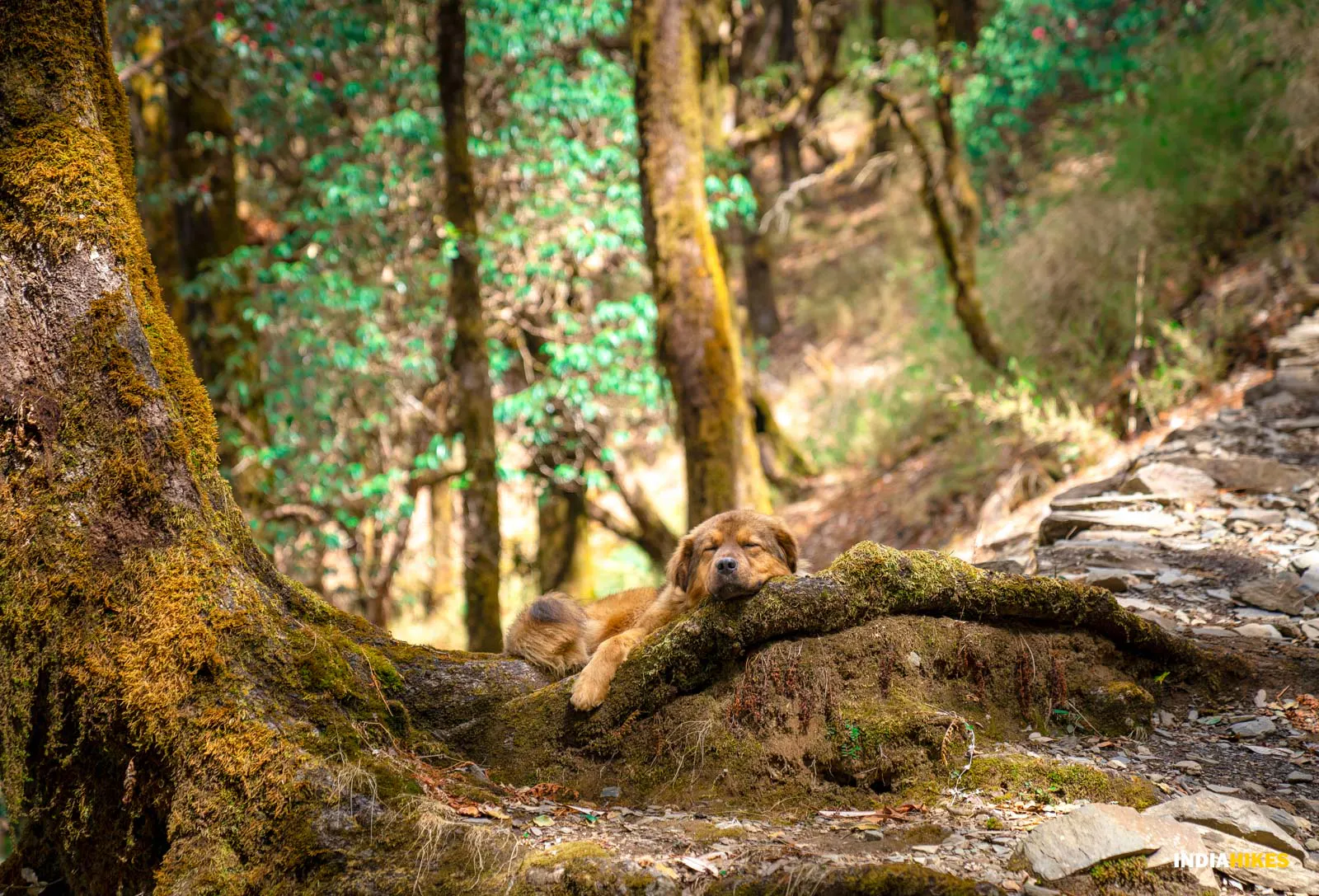 Ali Bedni Bugyal Trek #3