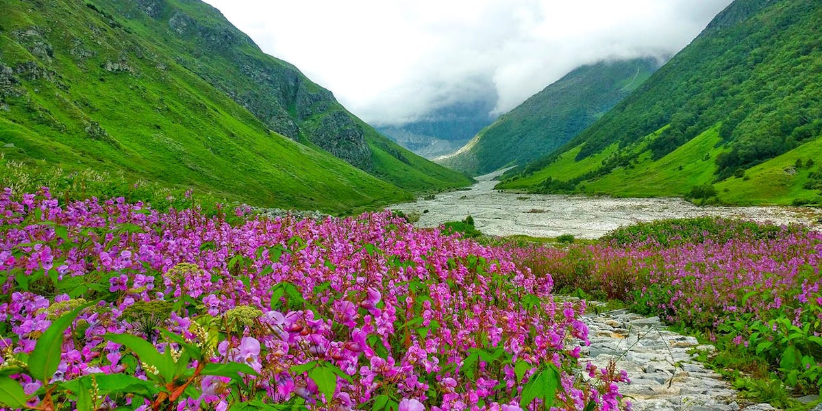 Uttarakhand National Parks "Vibrant valley of alpine blossoms in the Valley of Flowers."