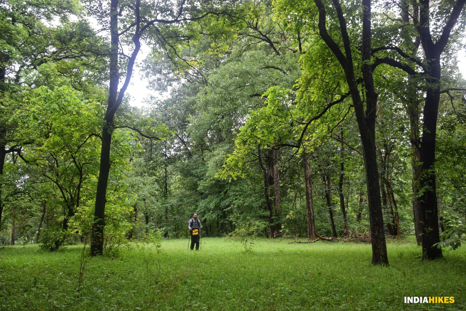 Pench Tiger Trail #4