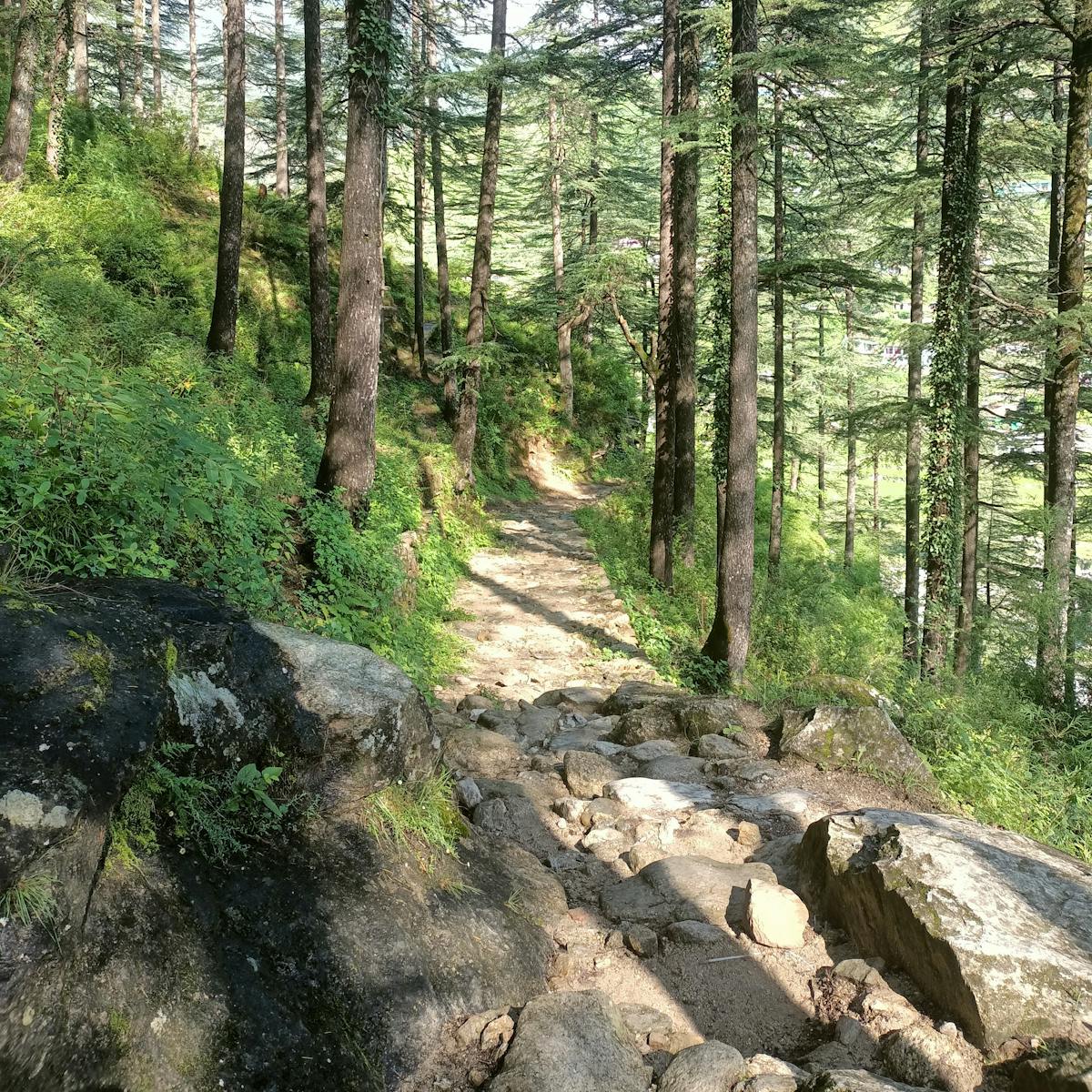 Nature Trail_Thati_Budha Kedar_Indiahikes_Deepali Bansal