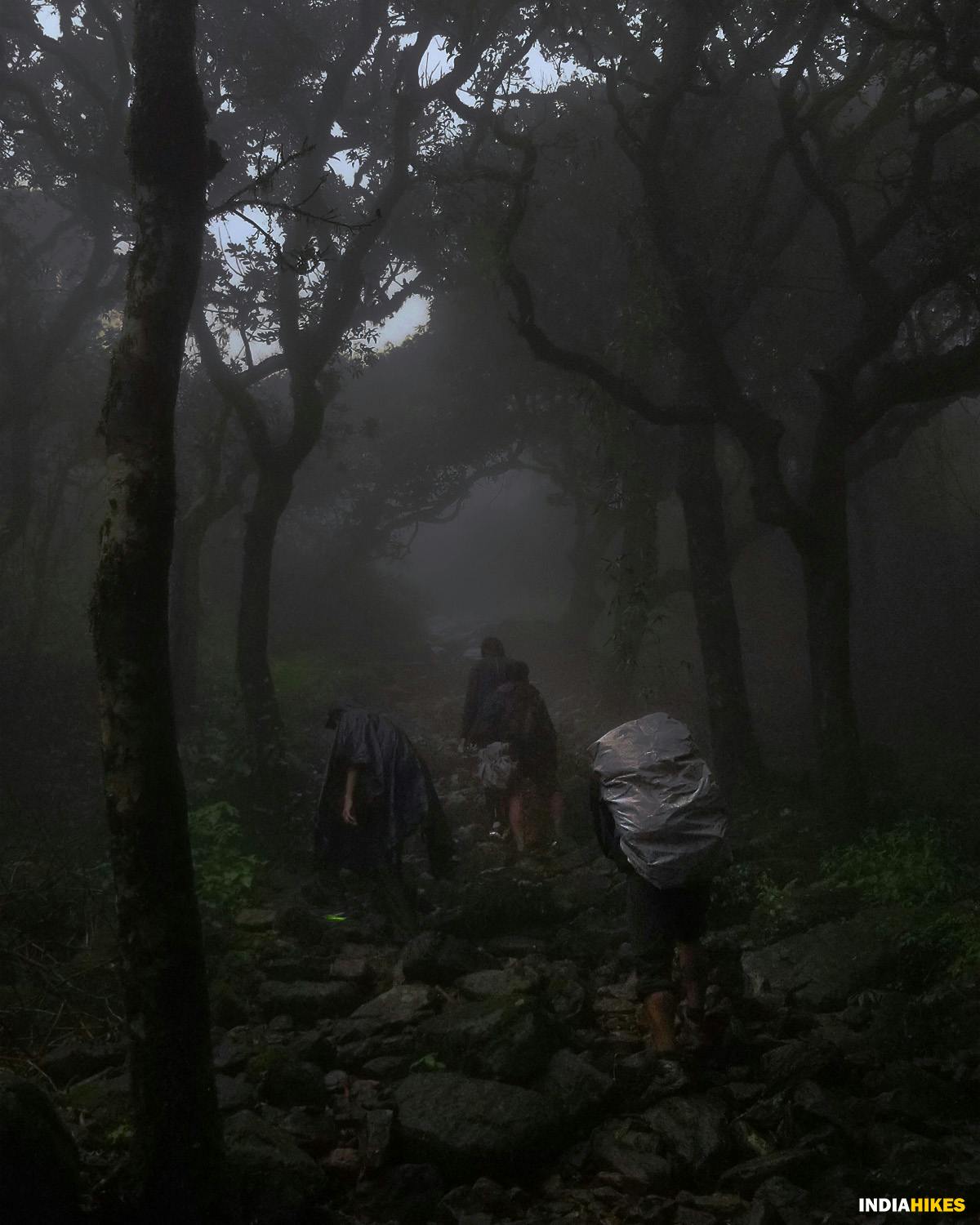 Initial forest section, Kumara Parvatha, Western Ghats treks, Treks in Karnataka, most difficult trek in the western ghats of Karnataka, Indiahikes