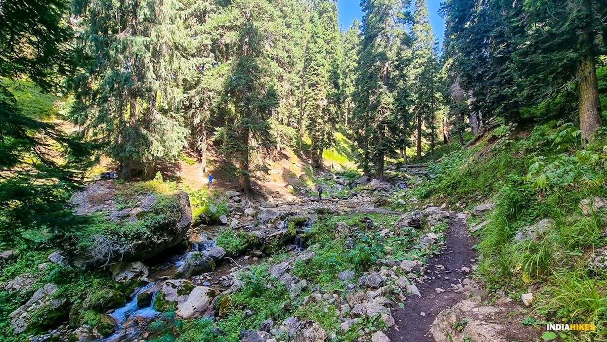 Forest section - Nafran Valley trek - Indiahikes - Dhaval Jajal