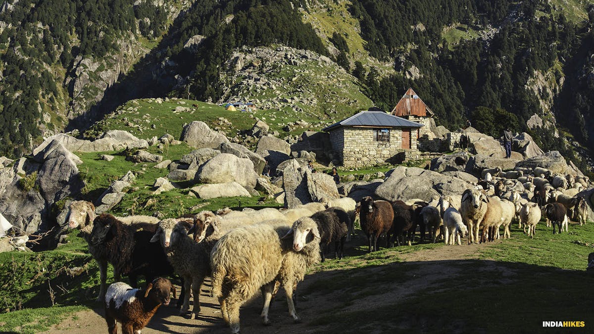 Summer Triund trek, Indiahikes, Treks in Himachal Pradesh, Himachal Treks