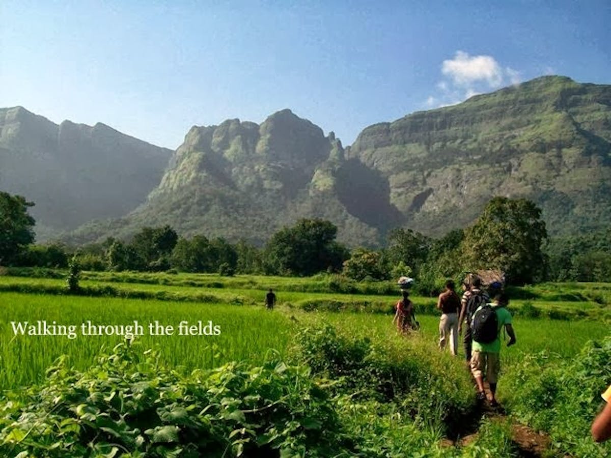 Ahupe ghat-Fields-Indiahikes-Indiahikes Archive