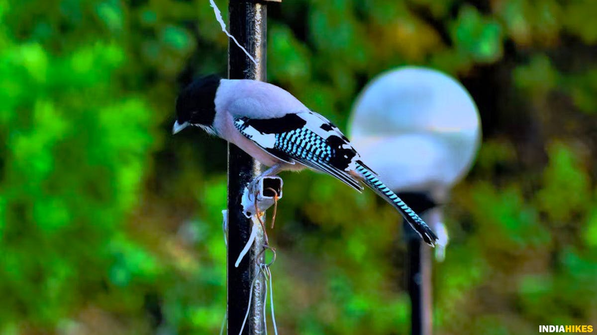 George Everest peak trek-Black-headed Jay-indiahikes-birds-treks around mussoorie-Indiahikes