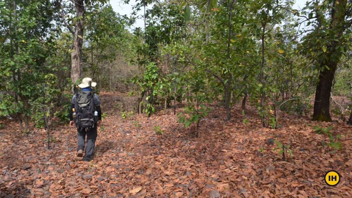 Sanjay-Dubri-Tiger-Reserve-Trek-Sal-Trees-throughout-the-trail-Indiahikes-Saurabh-Sawant