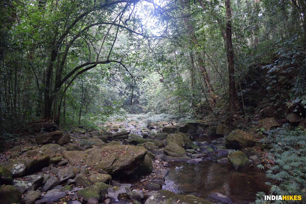 Thick Rainforests - Meghalaya - Indiahkes - Nitesh Kumar