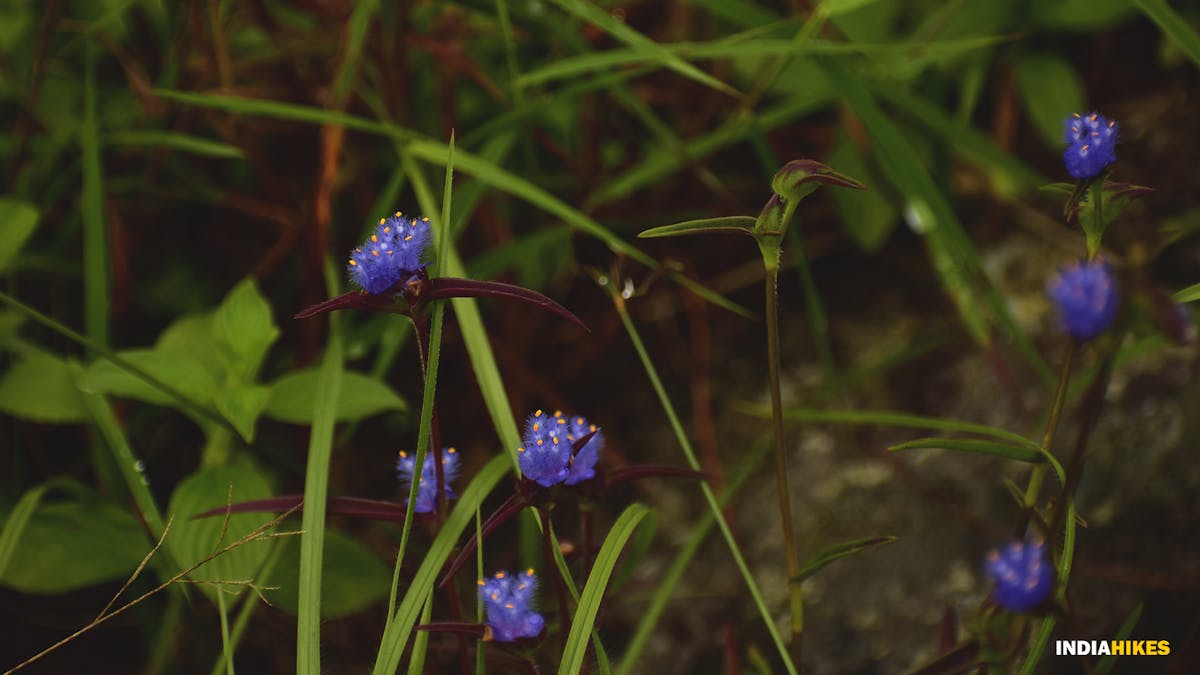 Dew grass, david scott trek, david scott trail, trekking in meghalaya, treks in meghalaya