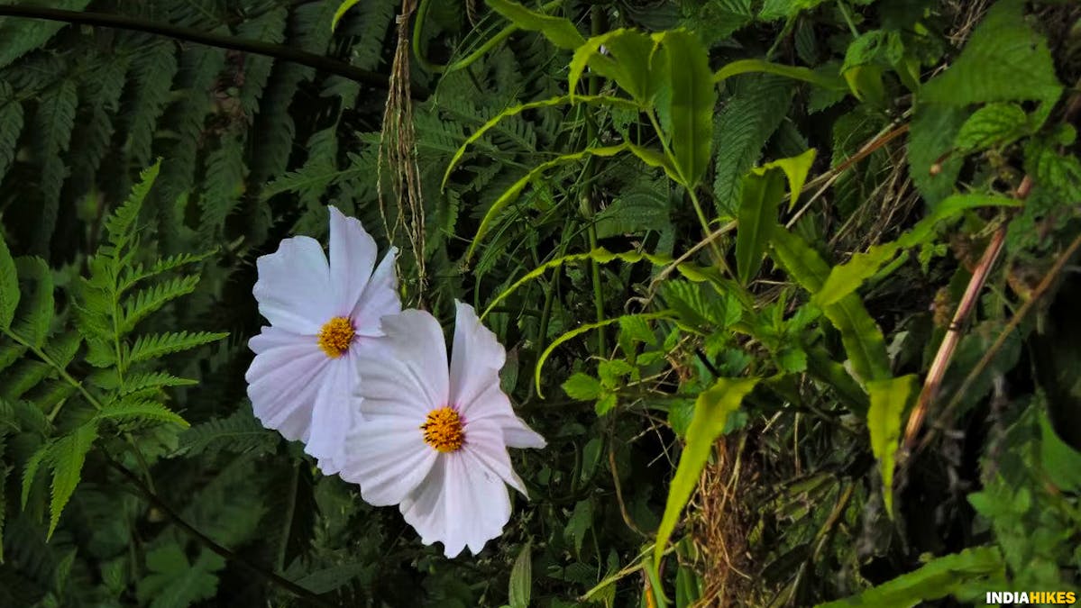 Flowers, Cosmos Bipinnatus, madmaheshwar trek, buda madmaheshwar trek, treks in Uttarakhand, Uttarakhand treks, Indiahikes, madhya maheshwar temple
