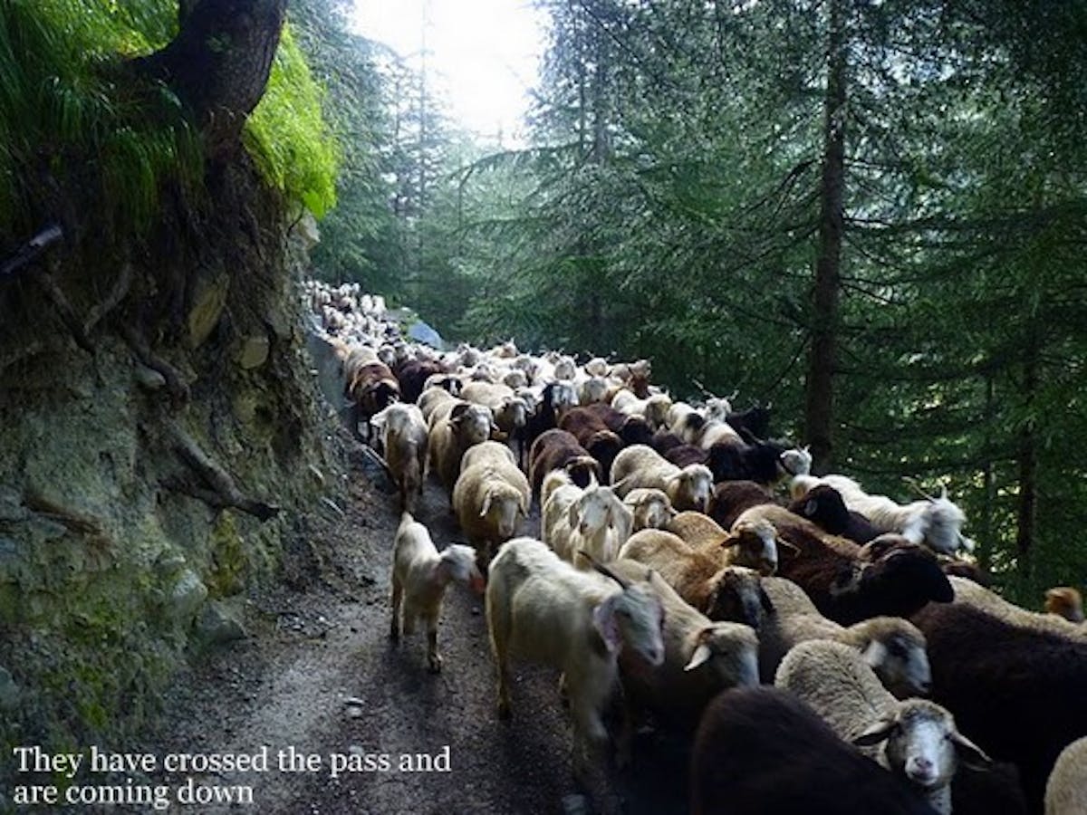 Kugti-pass-trek-sheep-indiahikes-archives2