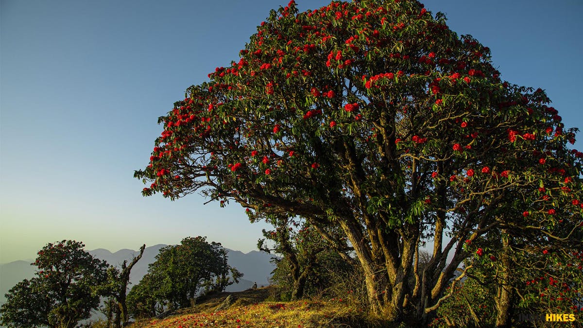 rhododendron tree spring trek indiahikes chirbatiya
