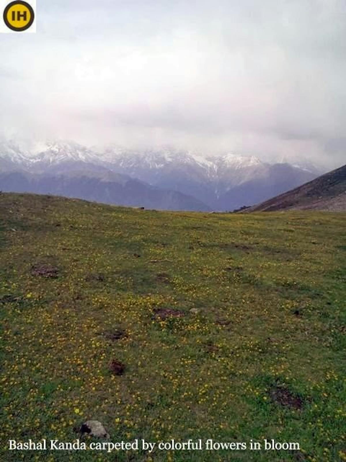 bashal peak trek-bashal kanda flowers-indiahikes-archives