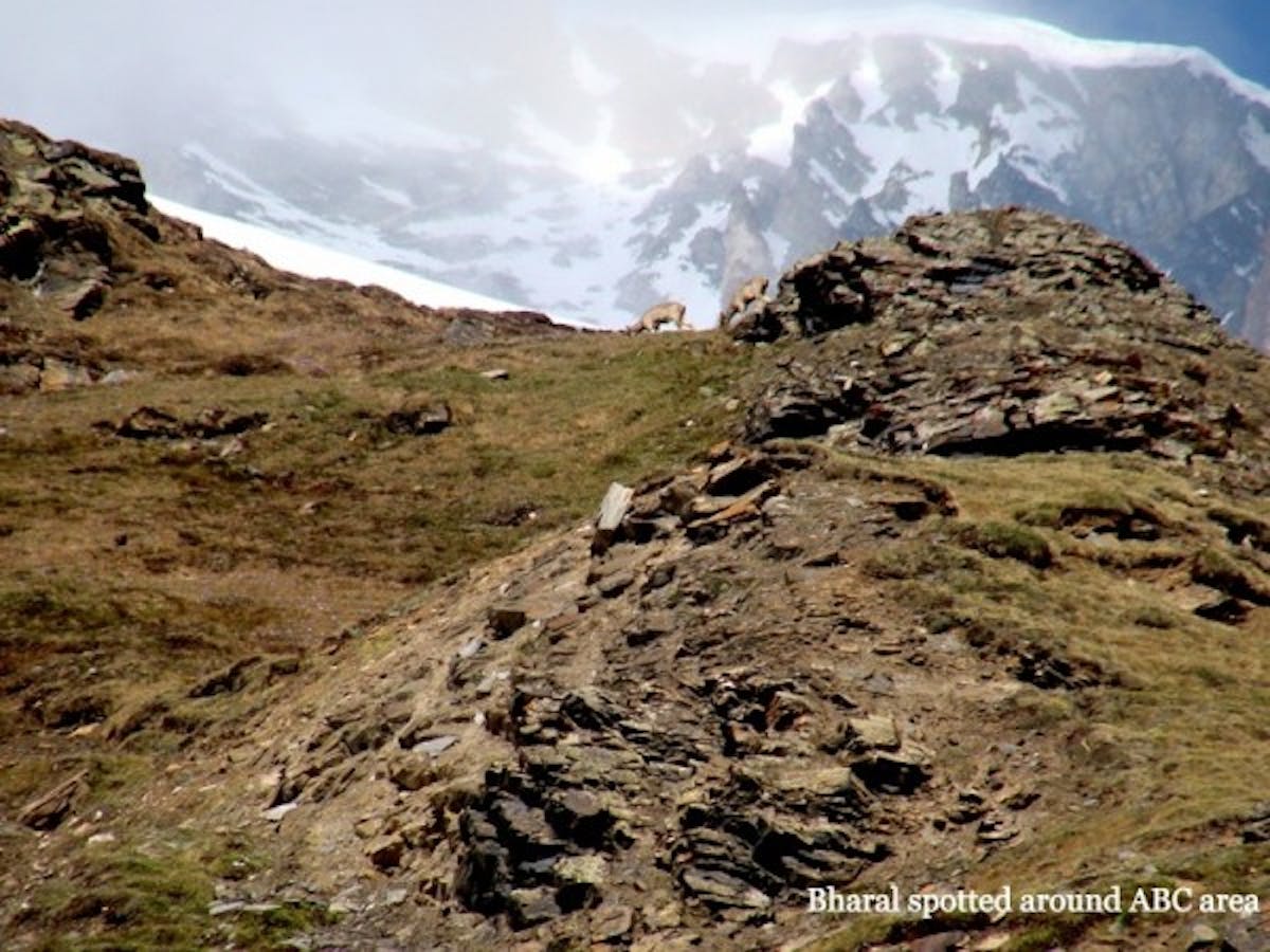 Nanda Devi base camp trek