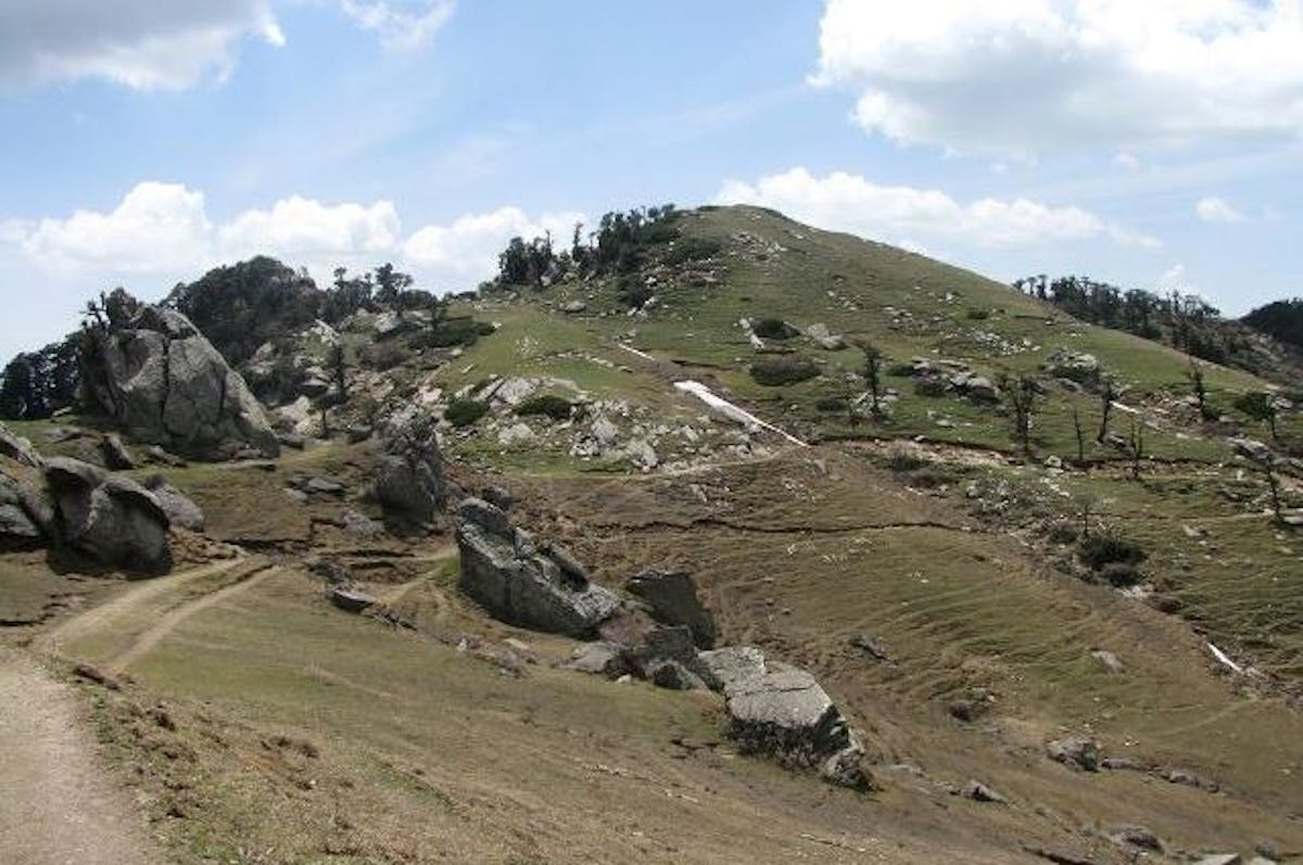 Churdhar peak trek-treks in himachal- Indiahikes-Beautiful forest