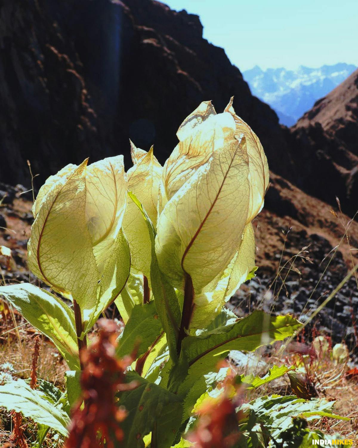 Flora, madmaheshwar trek, buda madmaheshwar trek, treks in Uttarakhand, Uttarakhand treks, Indiahikes, madhya maheshwar temple