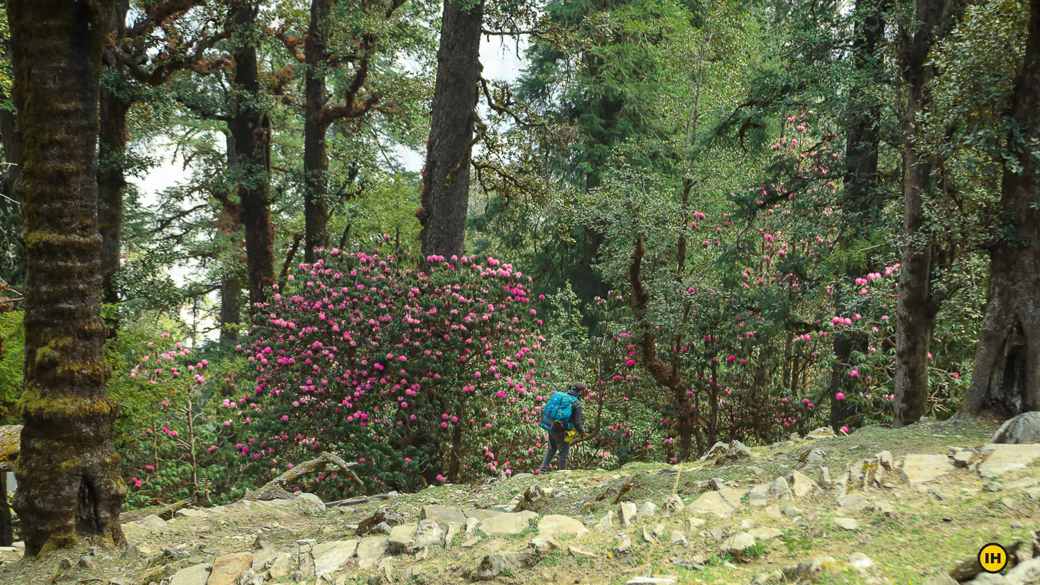 Pangarchulla Peak Trek #2