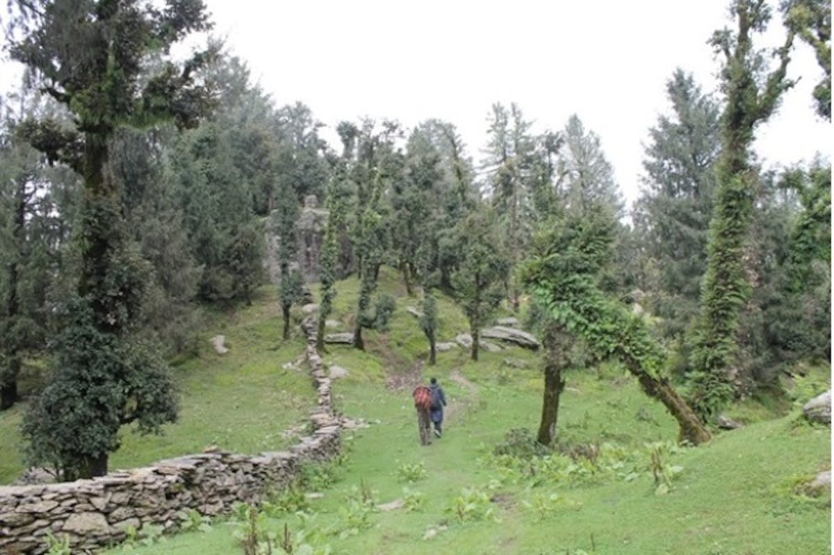 Beautiful forest trail to Teesri-Churdhar peak trek-treks in himachal- Indiahikes