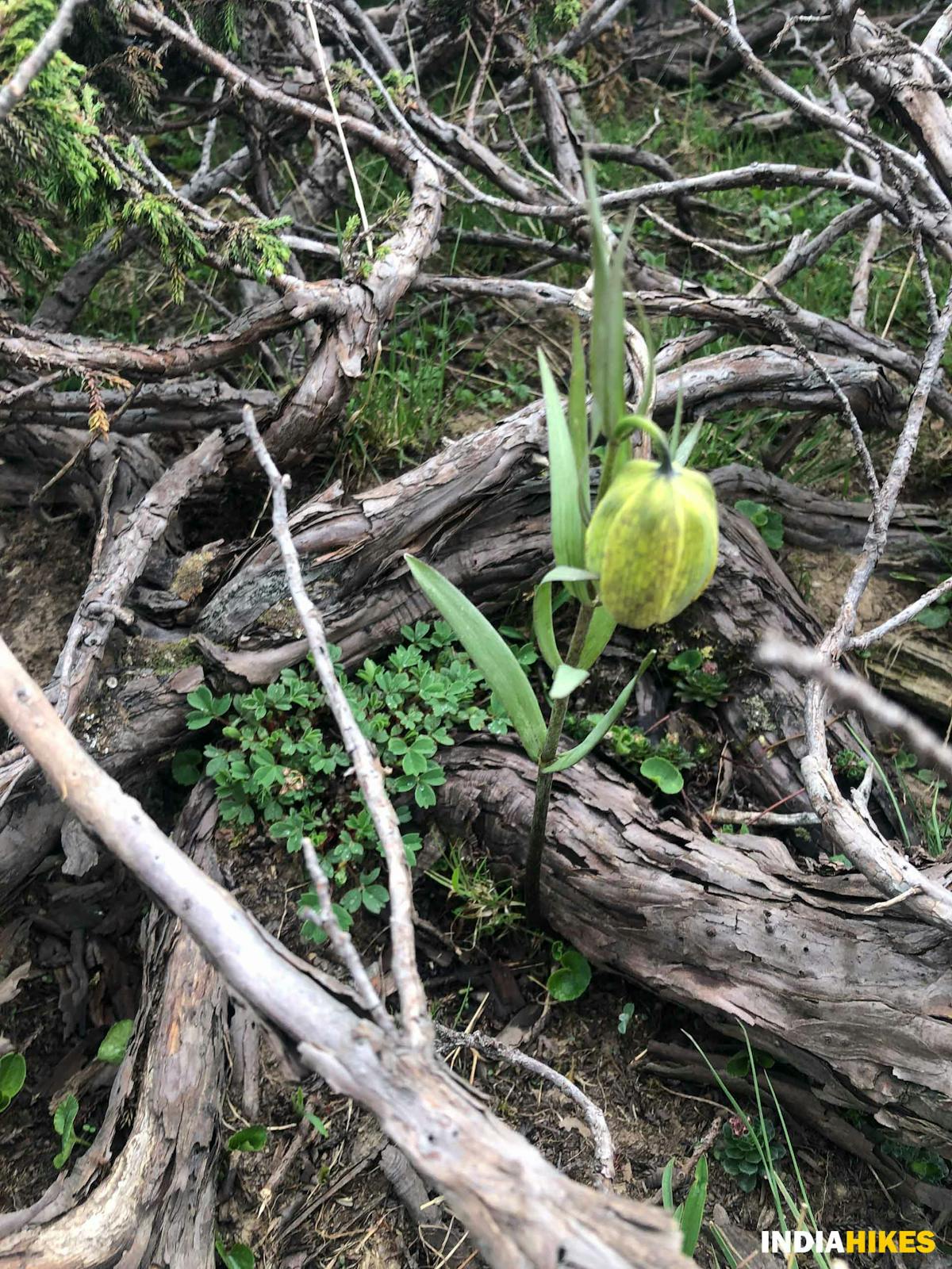 Herbal plant - Danizab Trek - Indiahikes - SaliyahAhmad