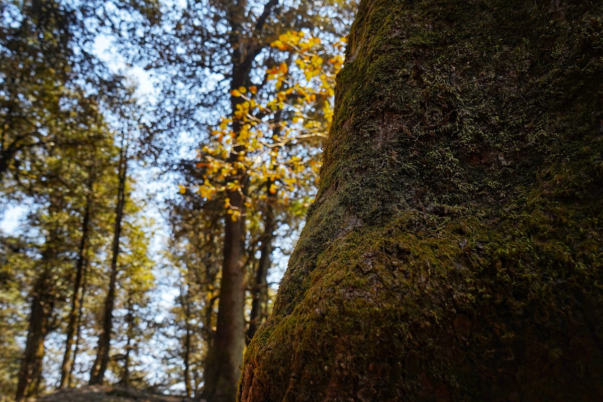 Moss covered trees-Serolsar Lake Trek-Indiahikes-Chirag Manga